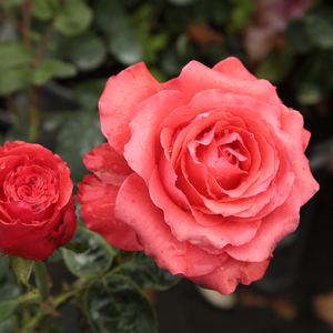 Diskreten vonj vrtnice - Roza - Señora de Bornas™ - Na spletni nakup vrtnice